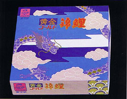 黄金錦鯉